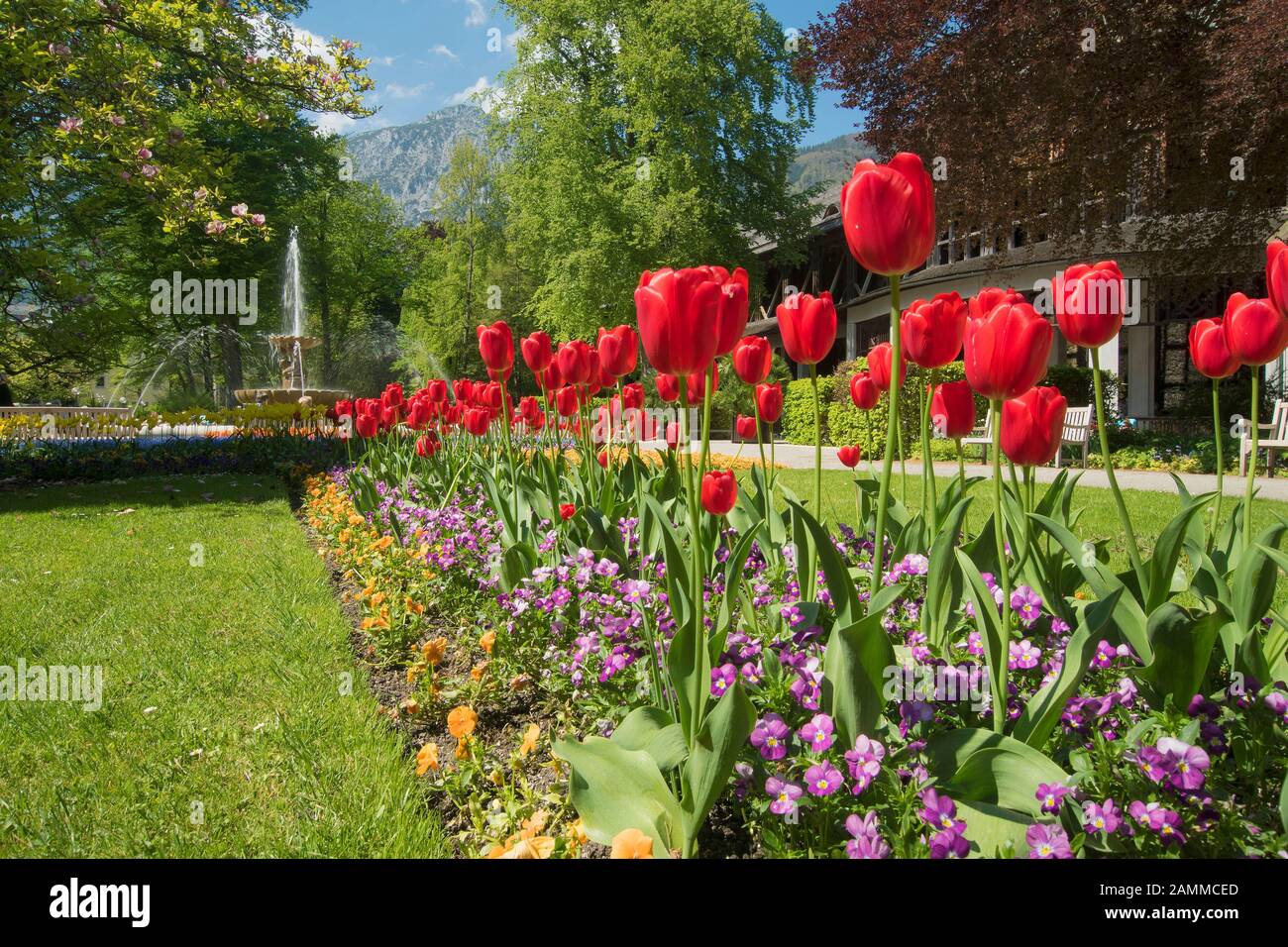 In the spa garden of Bad Reichenhall with the bright colours of the spring bloomers in front of the graduation house [automated translation] Stock Photo
