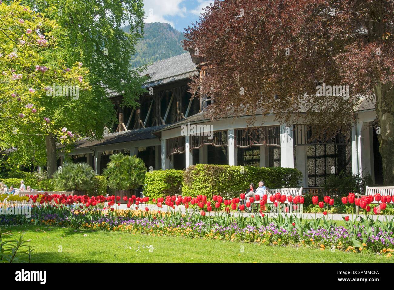 In the spa garden of Bad Reichenhall with the bright colours of the spring bloomers in front of the graduation house [automated translation] Stock Photo