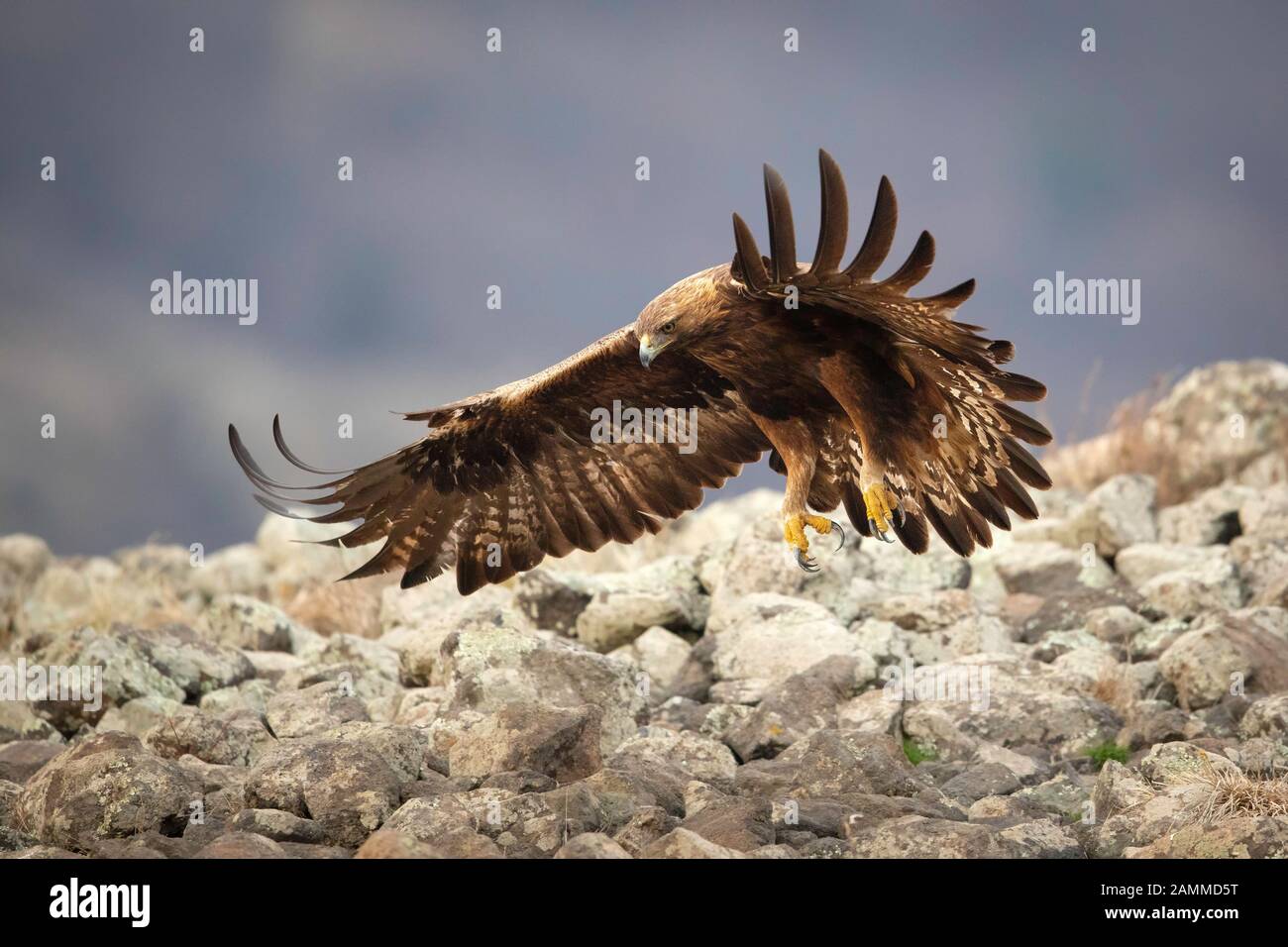 Golden Eagle (Aquila chrysaetos), Bulgaria Stock Photo
