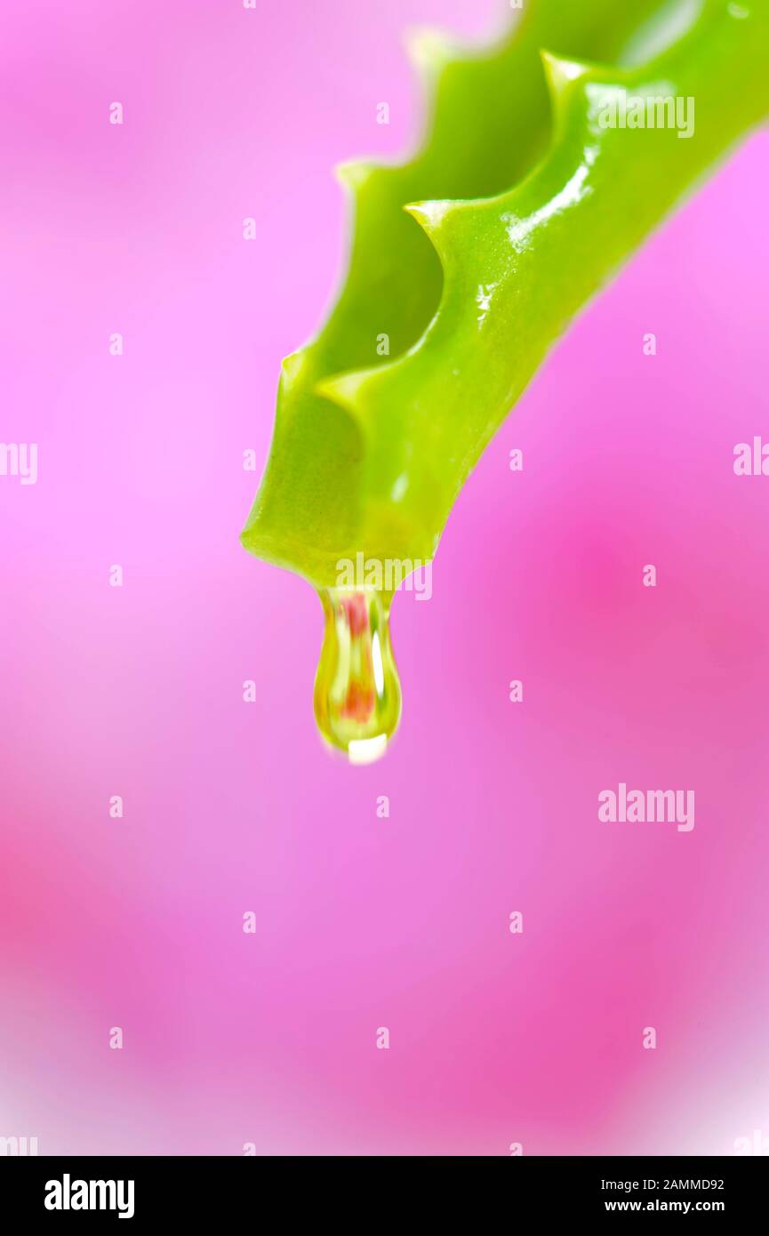 Aloe vera as alternative medicine [automated translation] Stock Photo