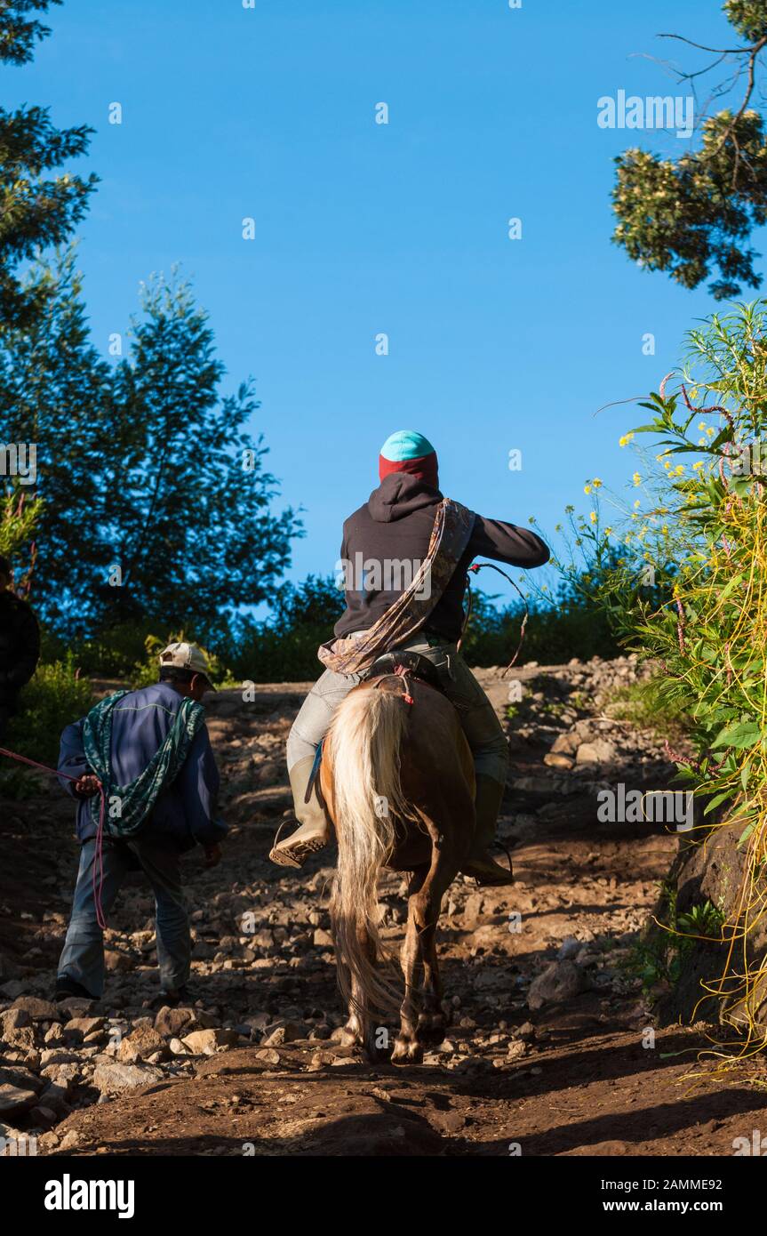 Tourist ride a house at Mount Bromo volcanoes, East Java, Indonesia. Stock Photo