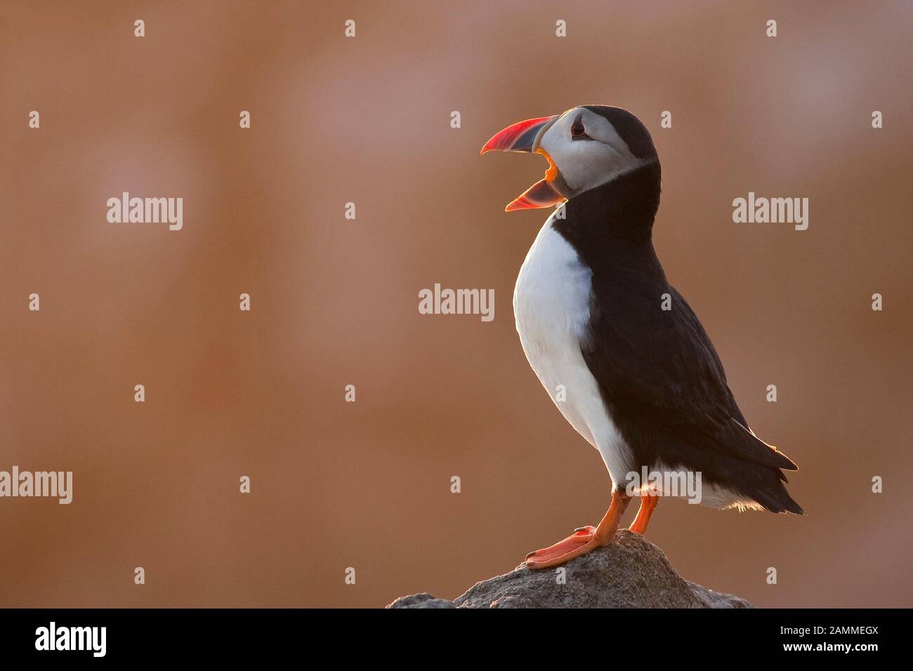 Puffin (Fratercula arctica), Isle of May, Firth of Forth, Fife, Scotland Stock Photo