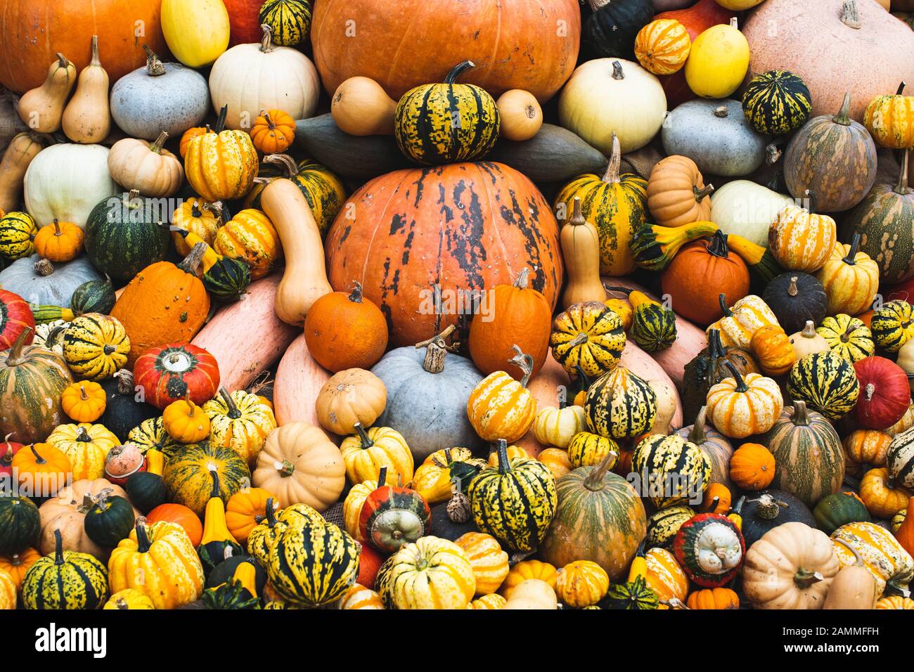 Large pile of pumpkins, squashes and gourds. Stock Photo