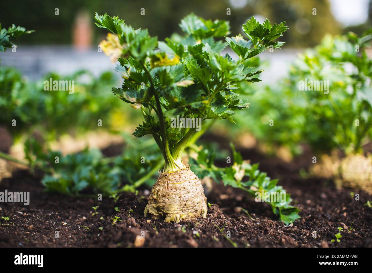 Celeriac growing in a garden Stock Photo