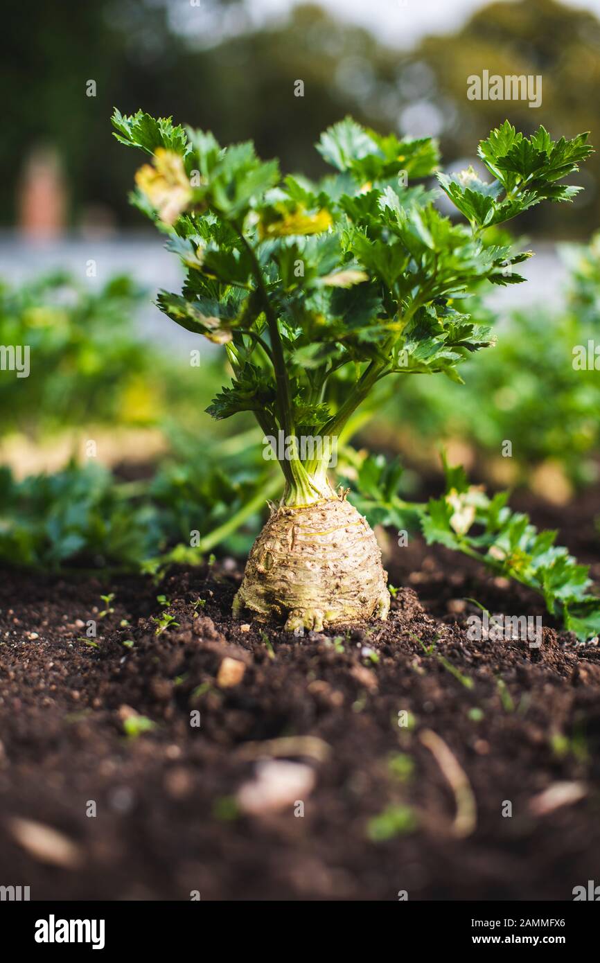 Celeriac growing in a garden Stock Photo