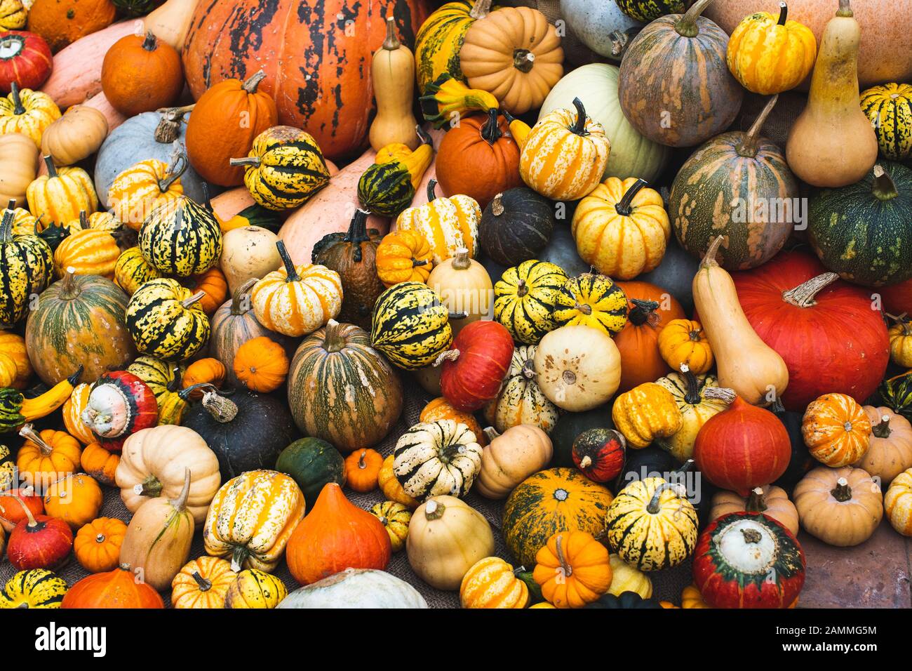 Large pile of pumpkins, squashes and gourds. Stock Photo