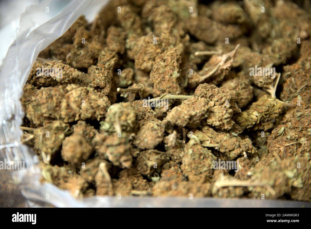 The Munich customs investigation office is destroying a drug find of 500 kg marijuana in the waste incineration plant in Geiselbullach. The narcotic comes from a truck with Serbian registration, which customs officers withdrew from circulation in December 2016 south of Nuremberg. [automated translation] Stock Photo
