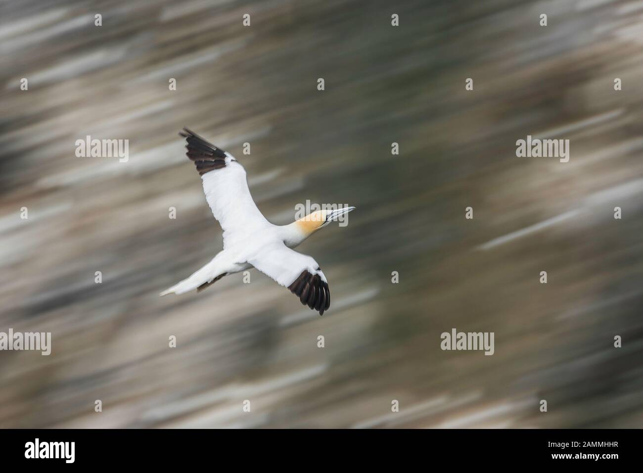 Northern Gannet (Morus bassanus) in flight, Hermaness, Unst, Shetland Islands, Scotland Stock Photo