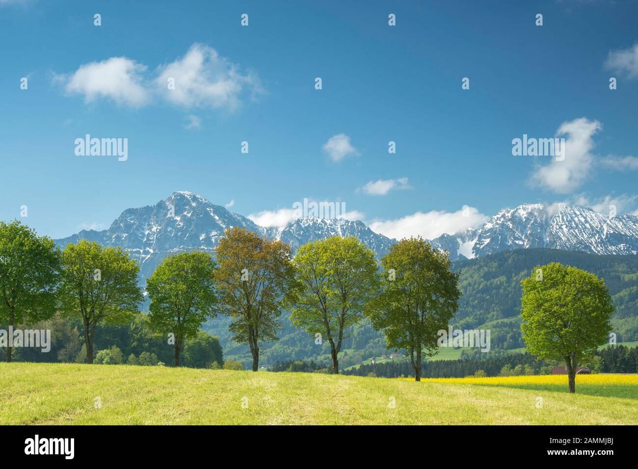 View from Steinhoegl in the community of Anger to the Hochstaufen, a path winds its way beautifully through the meadows, Berchtesgadener Land, Bavaria [automated translation] Stock Photo