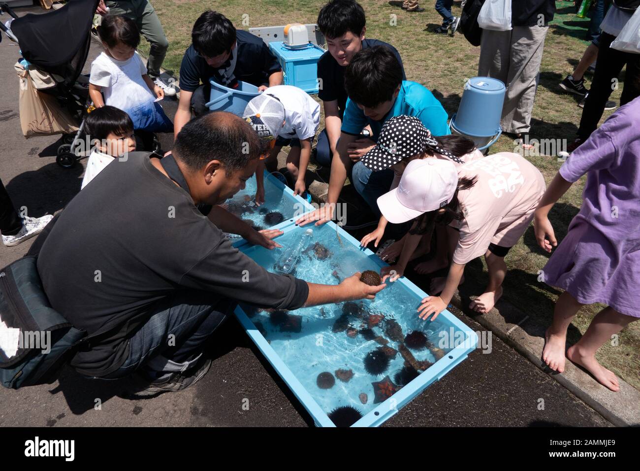 Japanese families with children having fun and playing with sea animals at Marine Festival in Hakodate, Hokkaido, Japan, Asia Stock Photo