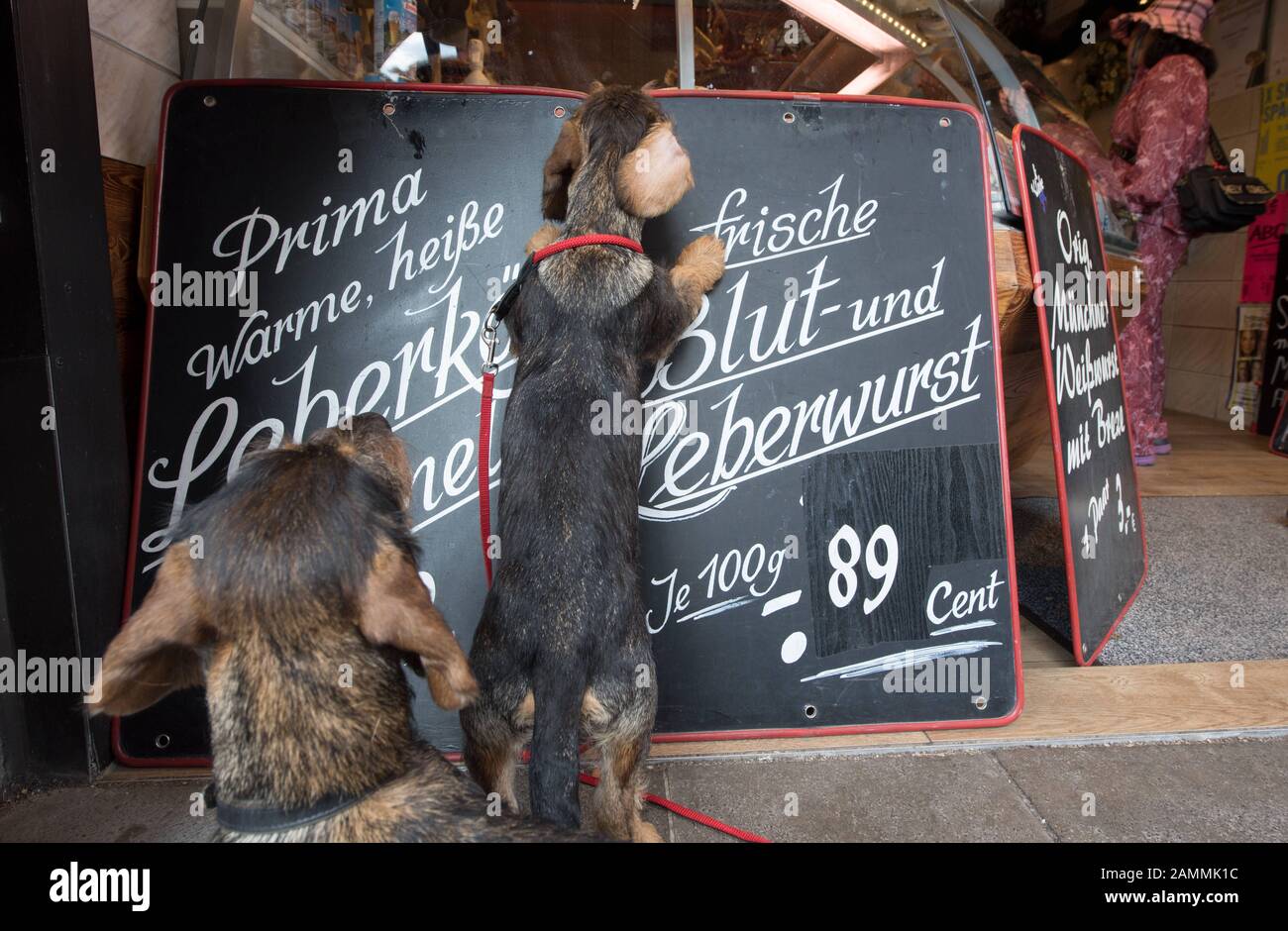 Dachshund in front of butcher's shields at the Viktualienmarkt in