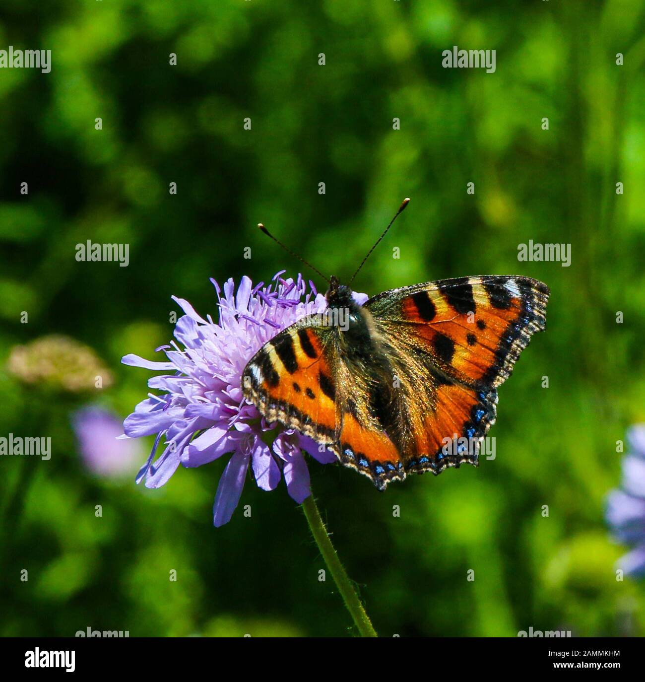 A butterfly is sitting on a field flower. [automated translation] Stock Photo