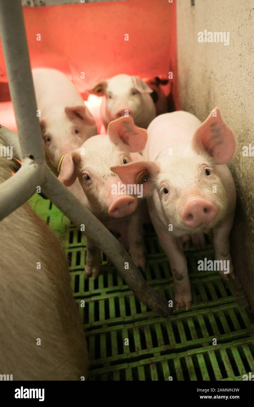 Pig husbandry in teaching and experimental pigs on the campus of the Faculty of Veterinary Medicine of the Ludwig-Maximilians-University (LMU) at St. Hubertusstraße 12 in Oberschleißheim. [automated translation] Stock Photo