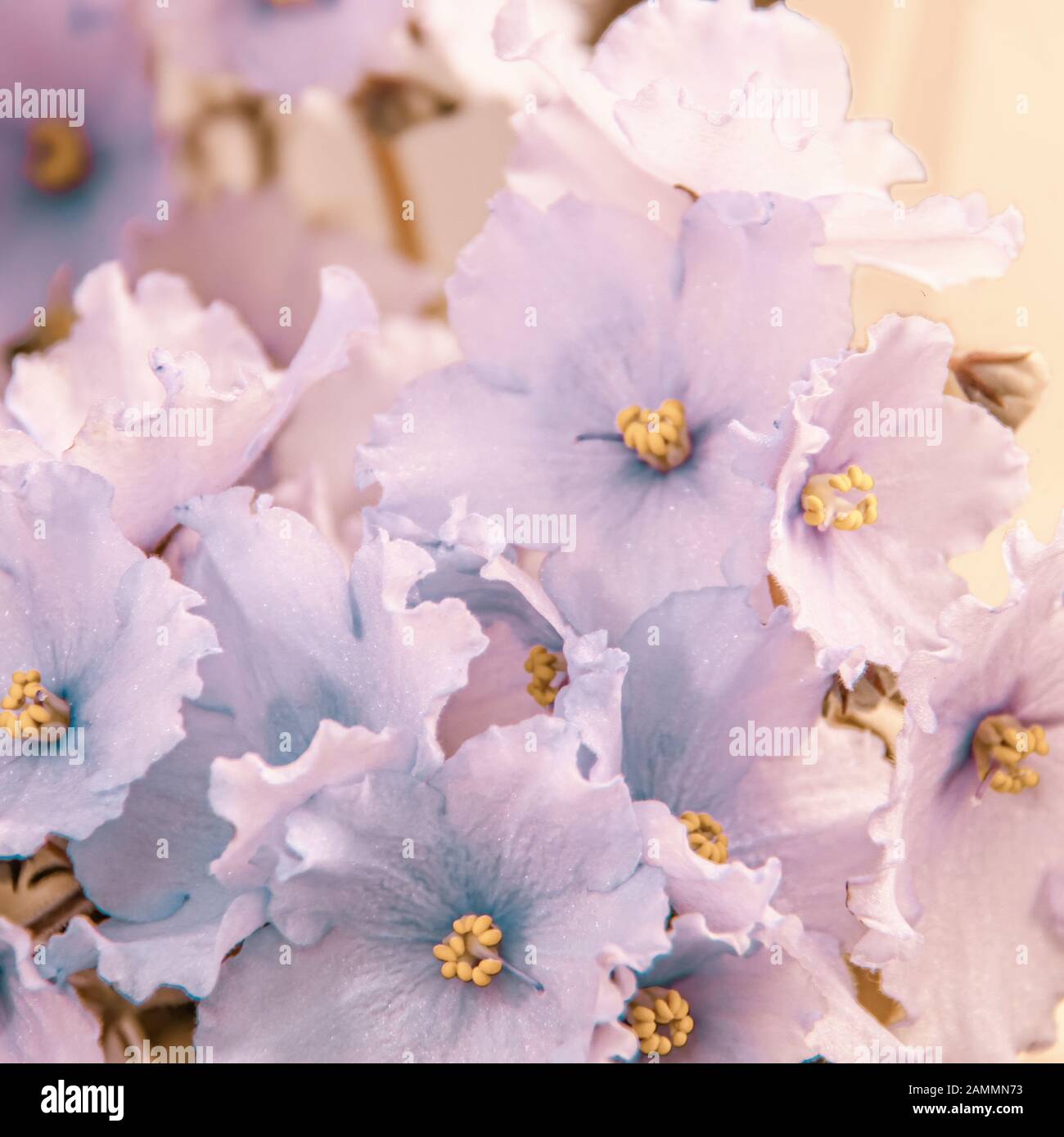 Floral background of beautiful pale blue flowers of African violet or Saintpaulia close-up Stock Photo