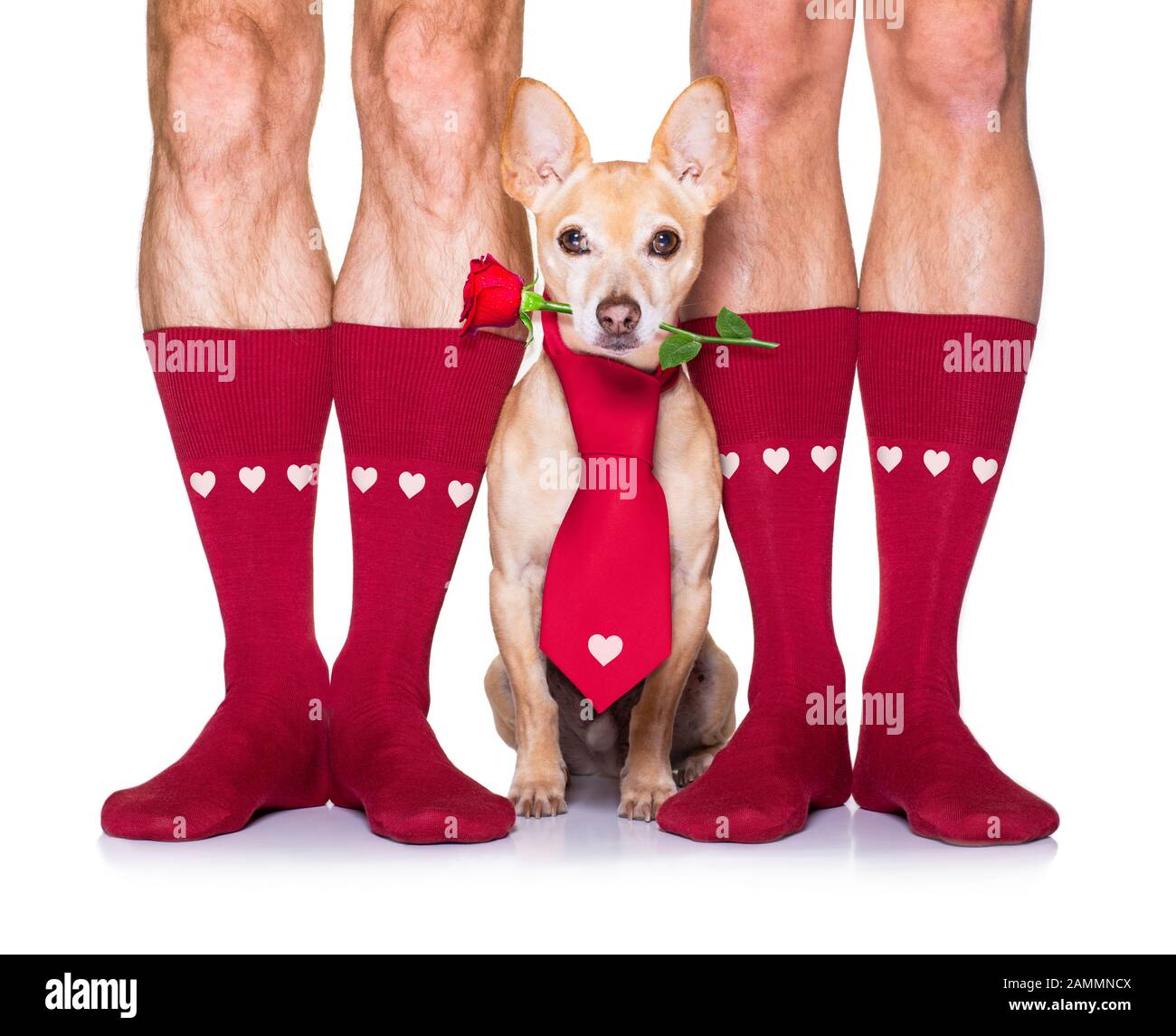 Can Dogs Wear Socks All Day