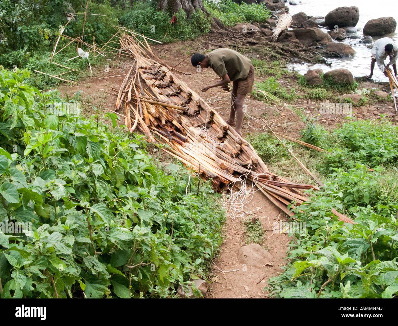Fisharman repairing damaged papyrus boat,  Lake Tana, Ethiopia. Stock Photo