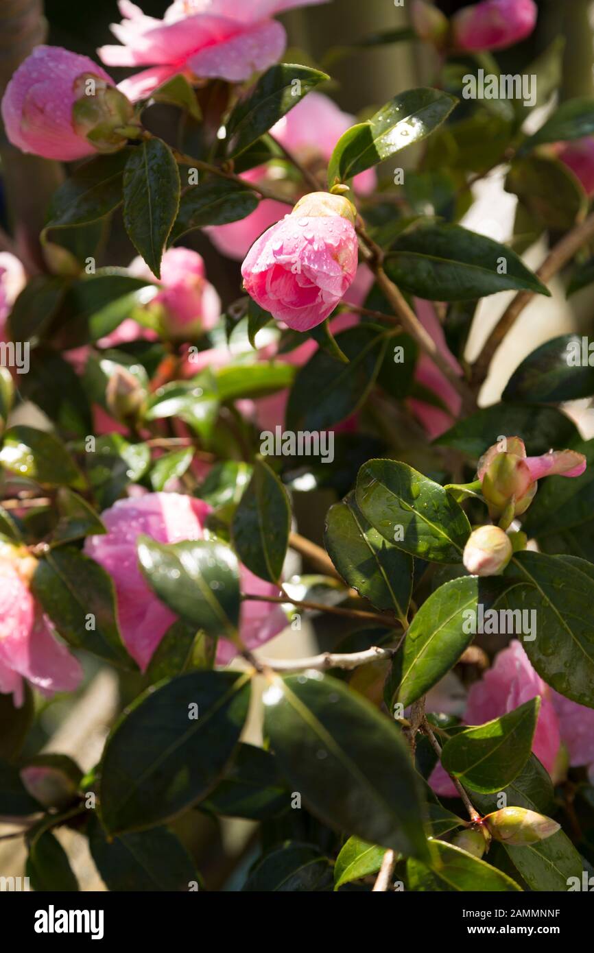 Cluster roses hi-res stock photography and images - Alamy