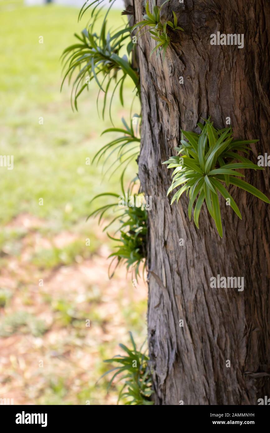 Tree trunk with new shoots. Stock Photo