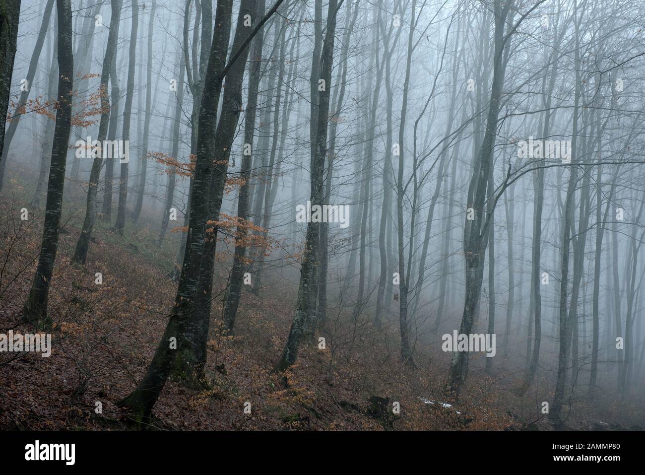 Hoia baciu forest haunted hi-res stock photography and images - Alamy