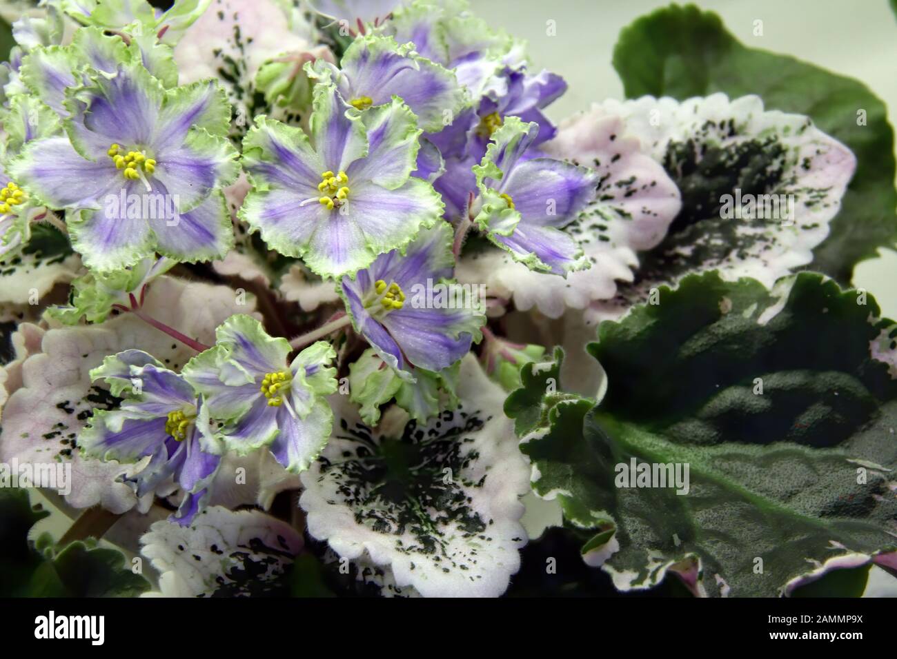 Floral background of beautiful pale blue flowers of African violet or Saintpaulia close-up Stock Photo