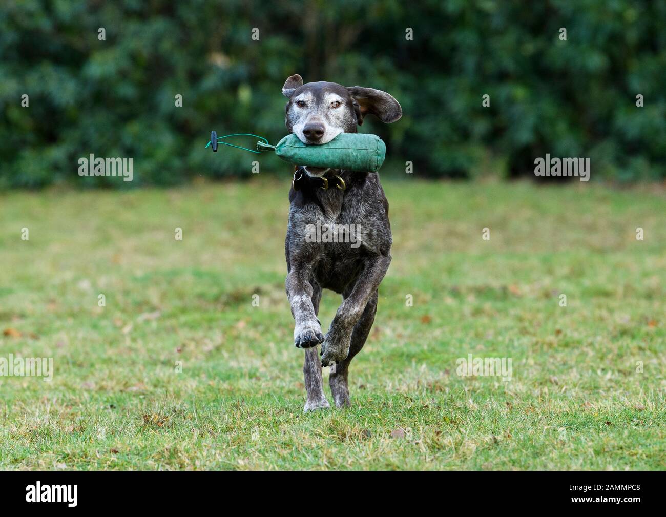 German Shorthaired Pointer running with canvas gundog dummy in mouth Stock Photo