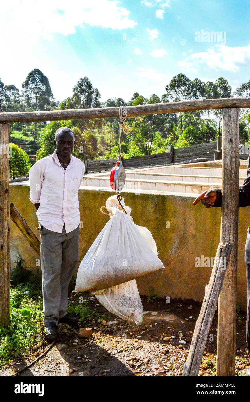 Worker at Coffee Processing Factory weighs Coffee Beans which have been