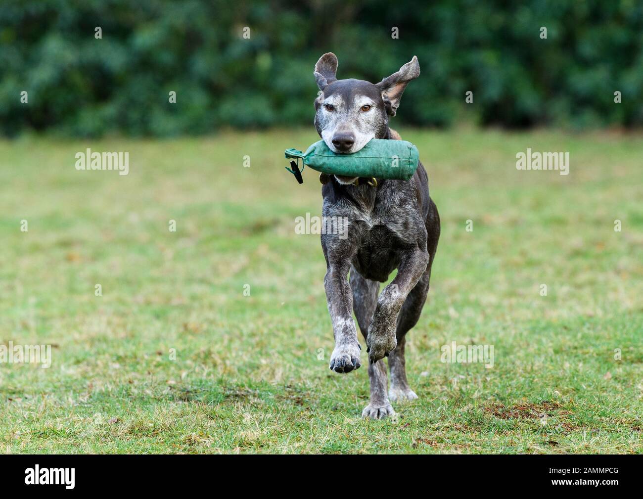 German Shorthaired Pointer running with canvas gundog dummy in mouth Stock Photo