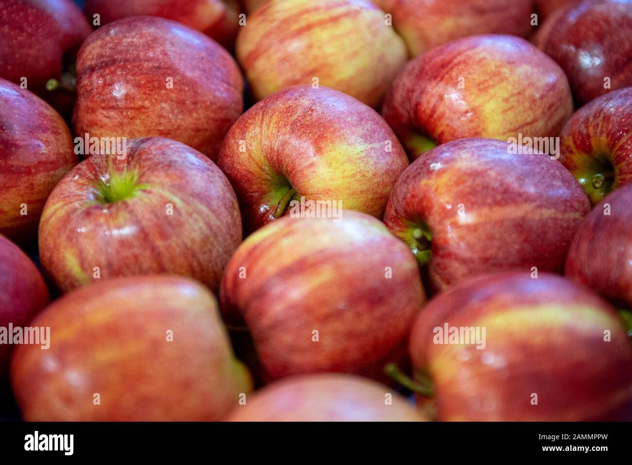 Affected Apples High Resolution Stock Photography And Images Alamy