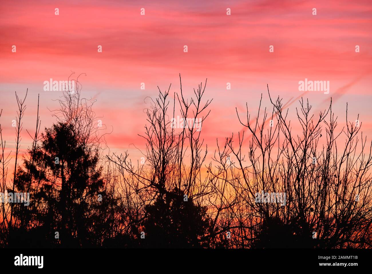 Beautiful morning sunrise with bare trees and orange clouds above gardens in the city of Nuremberg in Germany in January Stock Photo