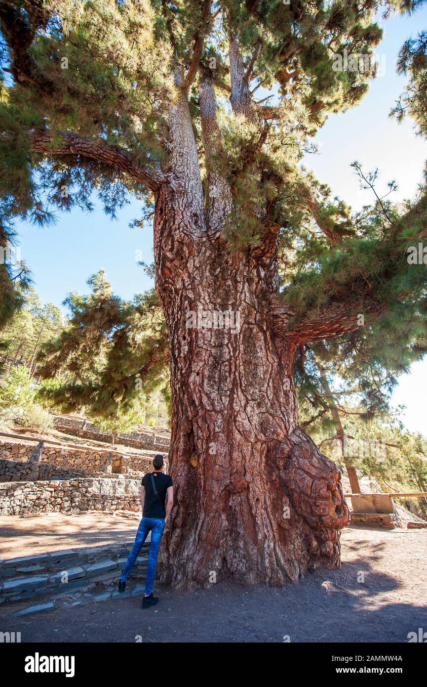 TENERIFE, SPAIN - DEC 24, 2019: The Pino Gordo tree on the canary island Tenerife is hundreds of years old and 45 meters high. It’ is a tourist attrac Stock Photo