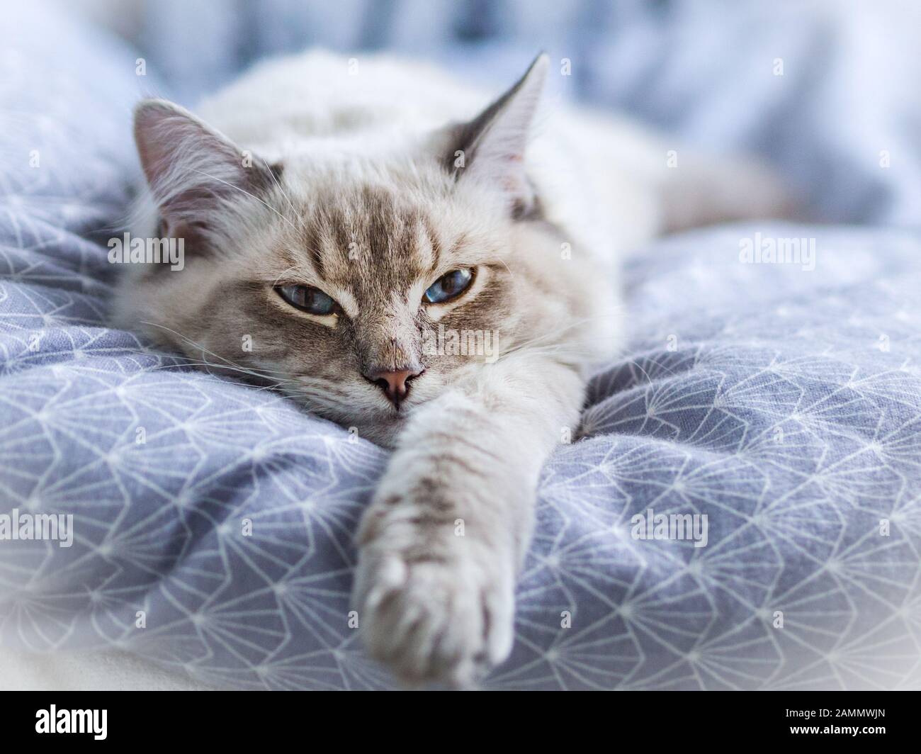Cat daily life, Ragdoll Stock Photo