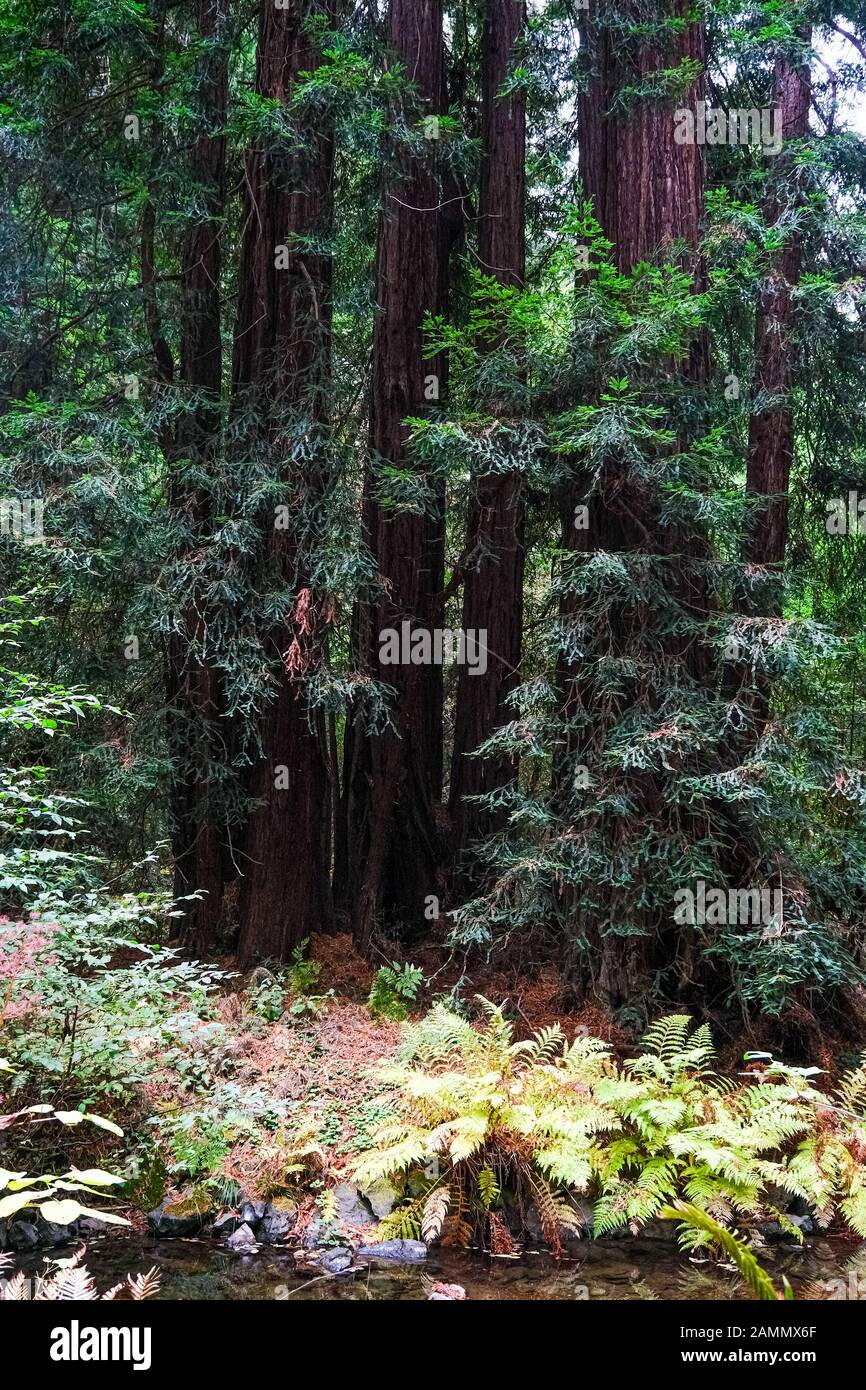 Deep Green Forest Stock Photo Alamy   Deep Green Forest 2AMMX6F 