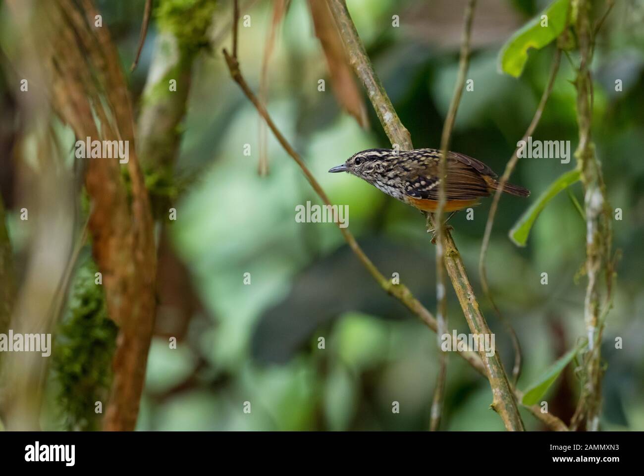 Warbling Antbird - Hypocnemis cantator, small shy perching bird from eastern Andean slopes, Wild Sumaco, Ecuador. Stock Photo