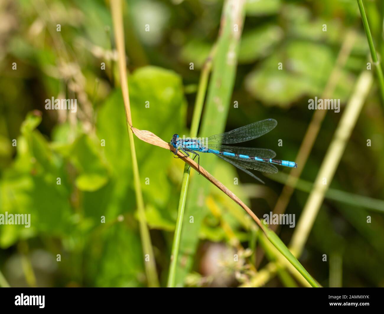 Common Blue Damselfly. On grass Stock Photo - Alamy