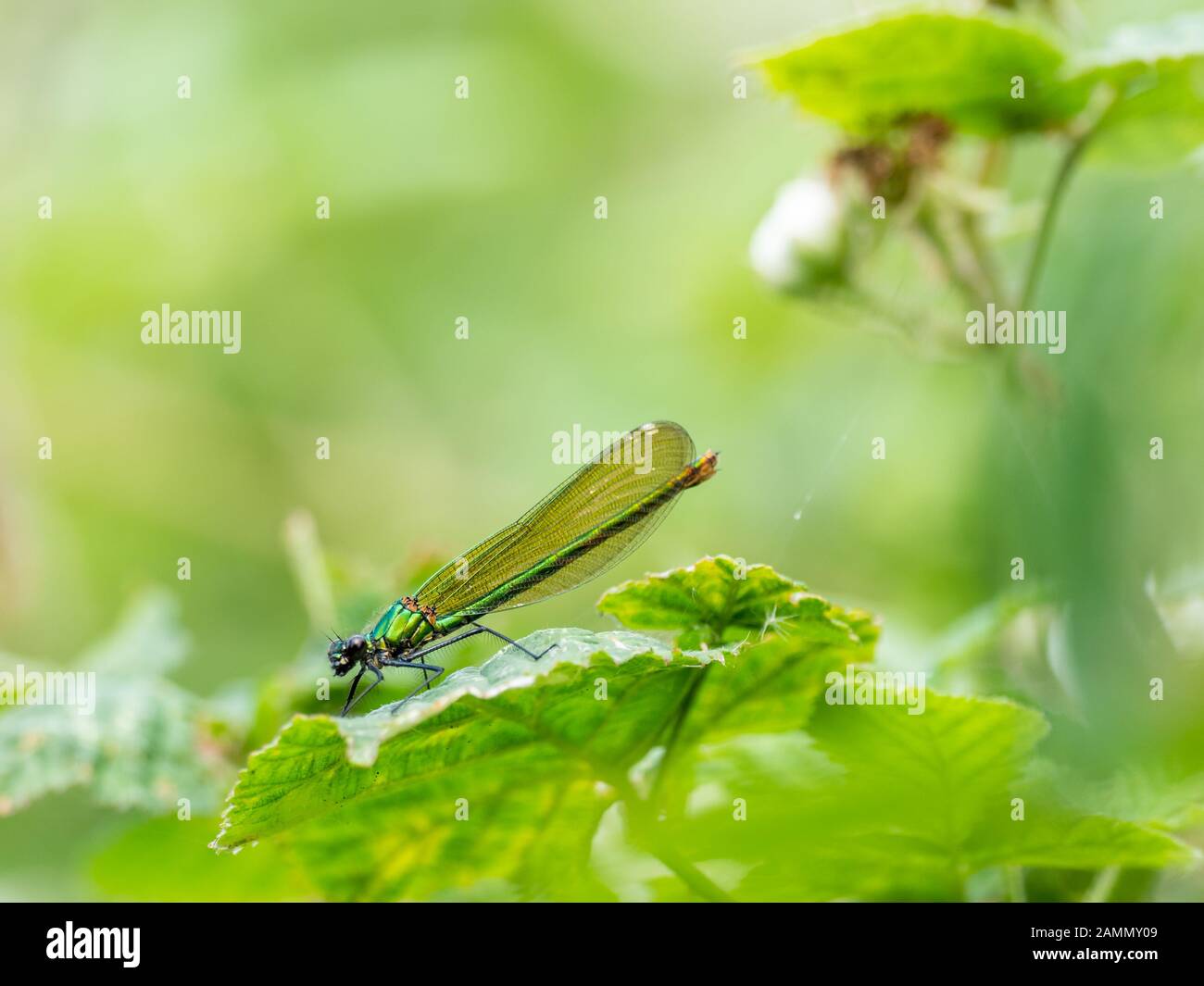 Emerald Damselfly - Lestes sponsa. Attenborough Reserve Stock Photo - Alamy