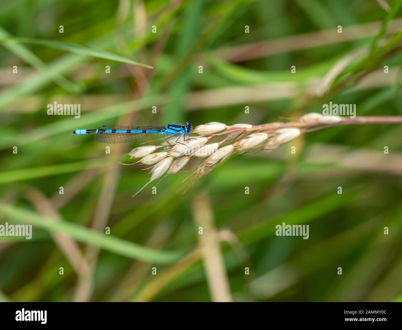 Common Blue Damselfly. On grass Stock Photo - Alamy