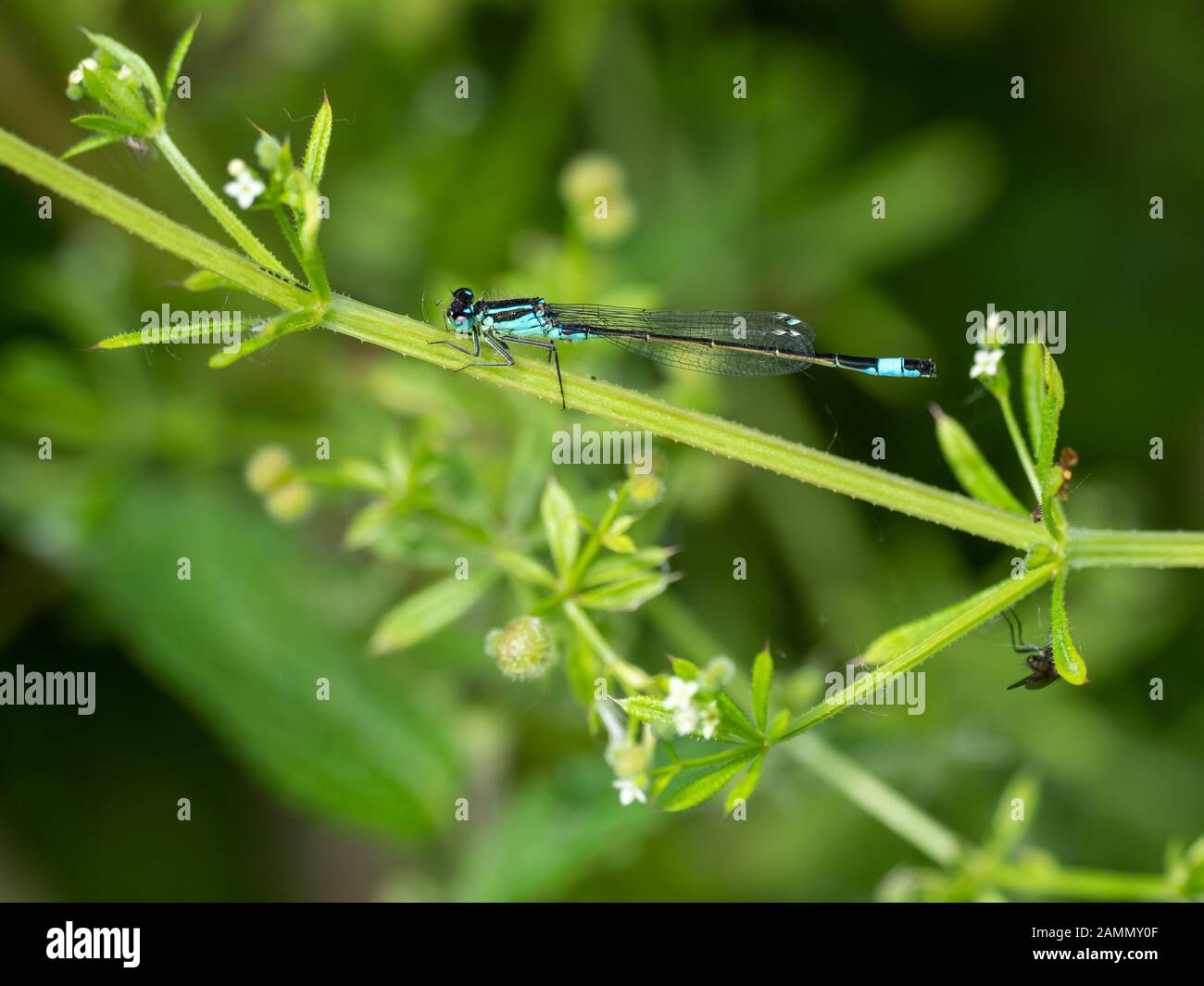 Blue Damselfly. On plant stem Stock Photo - Alamy