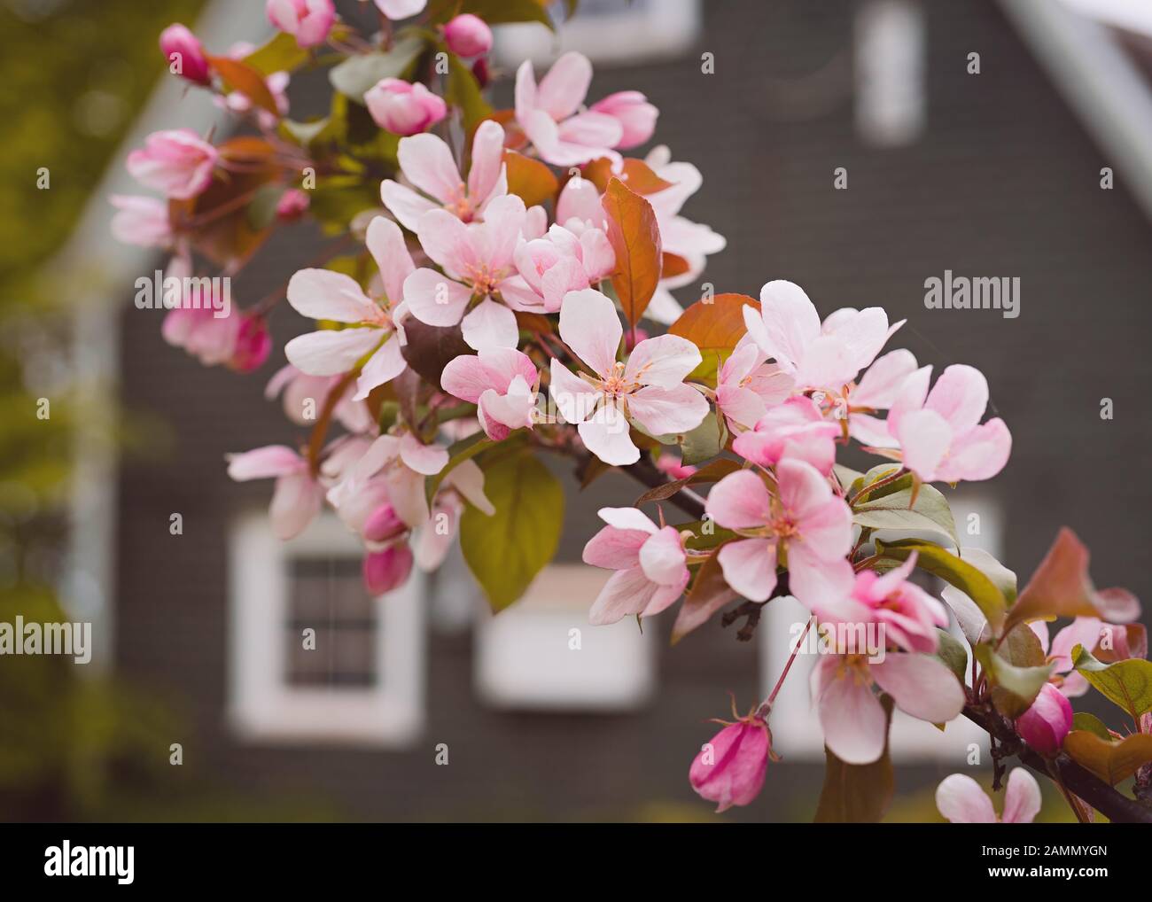 Pink flowering crab apples in the spring garden Stock Photo - Alamy