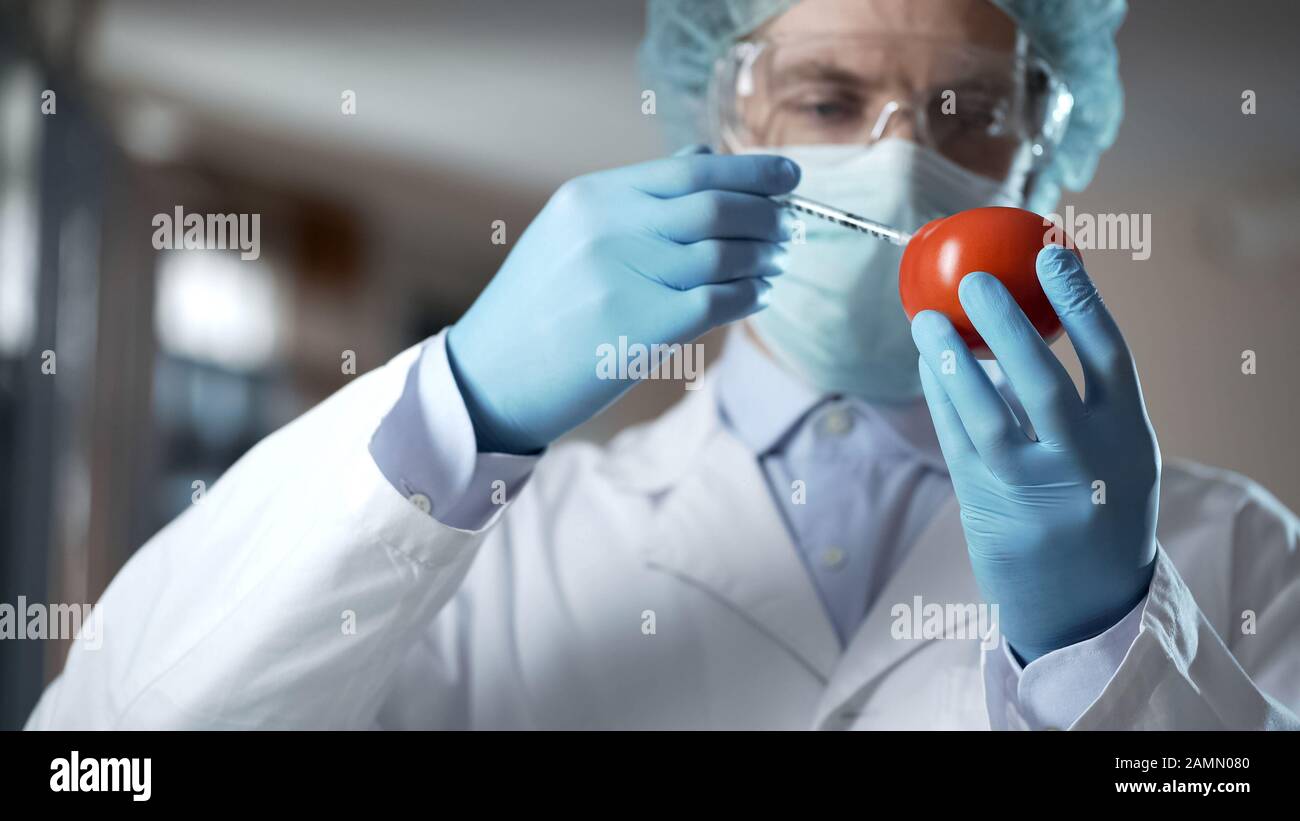 Agricultural lab worker injecting tomato with nitrates to keep it fresh, gmo Stock Photo