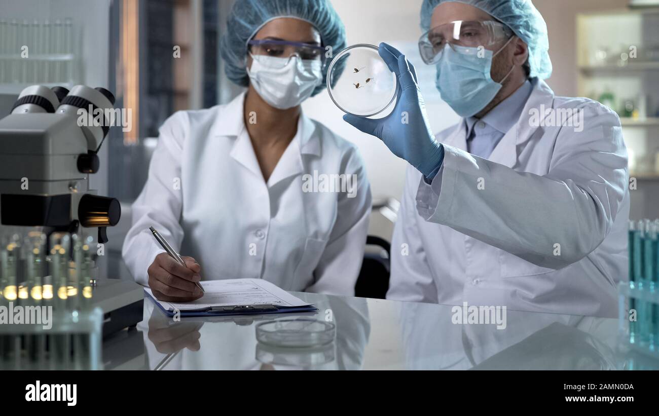 Lab researchers looking at species of insects on dish, doing laboratory tests Stock Photo