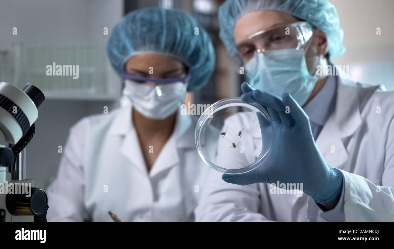 Agronomists viewing new plant type on petri dish, writing down observations Stock Photo