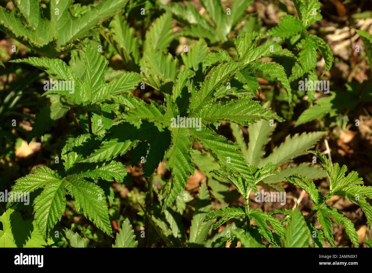 five-lobed leaflets of filipendula rubra in early spring sun, queen-of-the-prairie leaves macro look Stock Photo