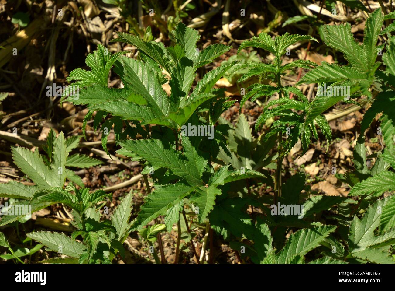 dark-green leaves of venusta plant not in bloom, filipendula rubra plant with fresh green leaves Stock Photo