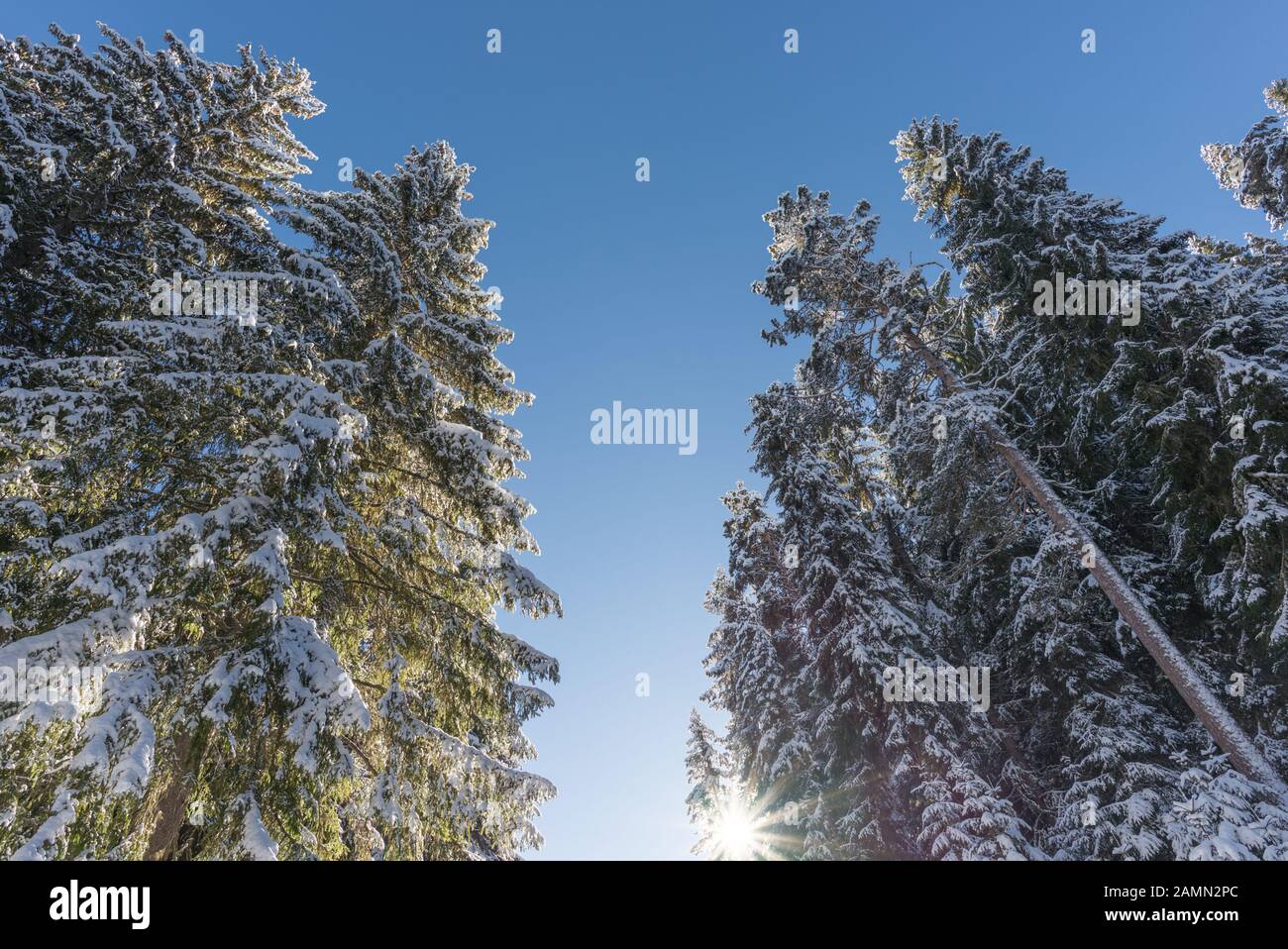 frosty winter landscape in snowy forest with blue sky and sun Stock ...