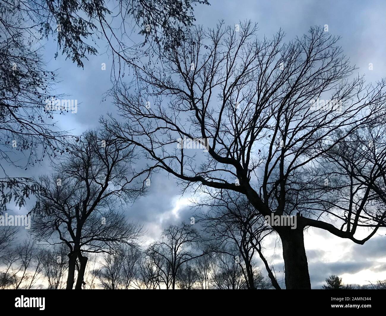 Oak trees at dawn, Nashville, Tennessee Stock Photo Alamy