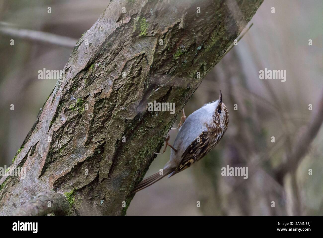 Treecreeper Certhia familiaris long downcurved bill short stiff tail with pointed feathers. Brown streaky upperparts white underside and brown rump. Stock Photo