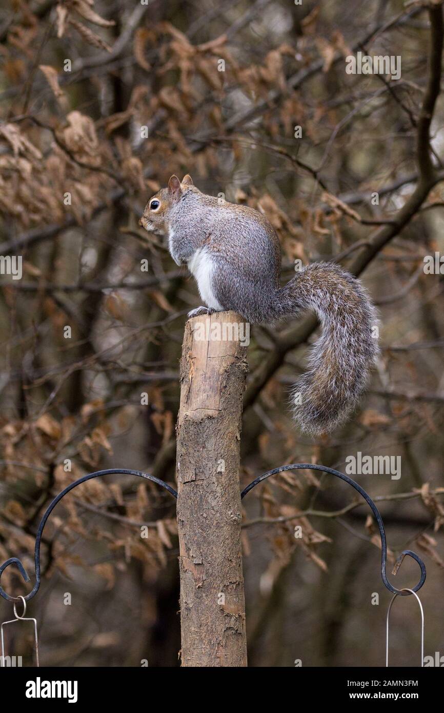 Grey squirrel Sciurus carolinensis in winter with silvery grey fur and a brown tinge along the middle of the back its large bushy tail and face. Stock Photo
