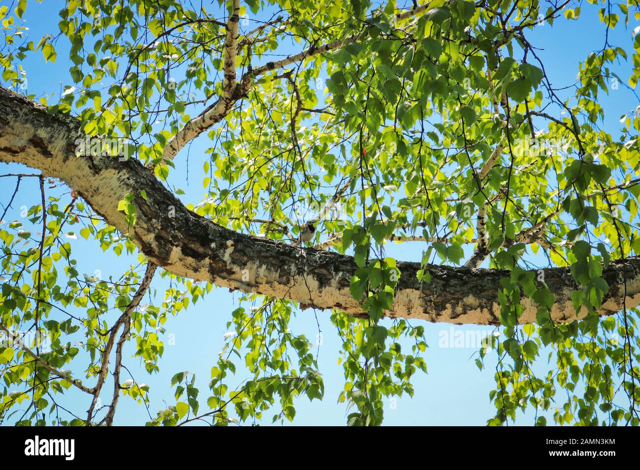 Powerful birch branch with green castings. Wagtail bird on sitting on a birch. Summer background. Stock Photo