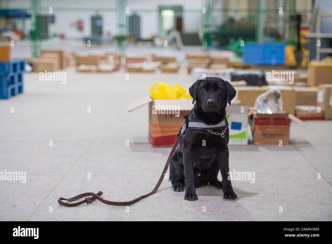 (200114) -- CHANGSHA, Jan. 14, 2020 (Xinhua) -- Photo taken on Jan. 10, 2020 shows sniffer dog 'Lufei' at Changsha supervision center for international mails in Changsha, capital of central China's Hunan Province. The sniffer dog 'Lufei' at the Changsha Customs has played an important role in detecting prohibited objects and preventing the spread of animal and plant diseases. In the year of 2019, sniffer dog 'Lufei' was on duty for 183 times, detecting 249 batches of hazardous materials. (Xinhua/Chen Sihan) Stock Photo