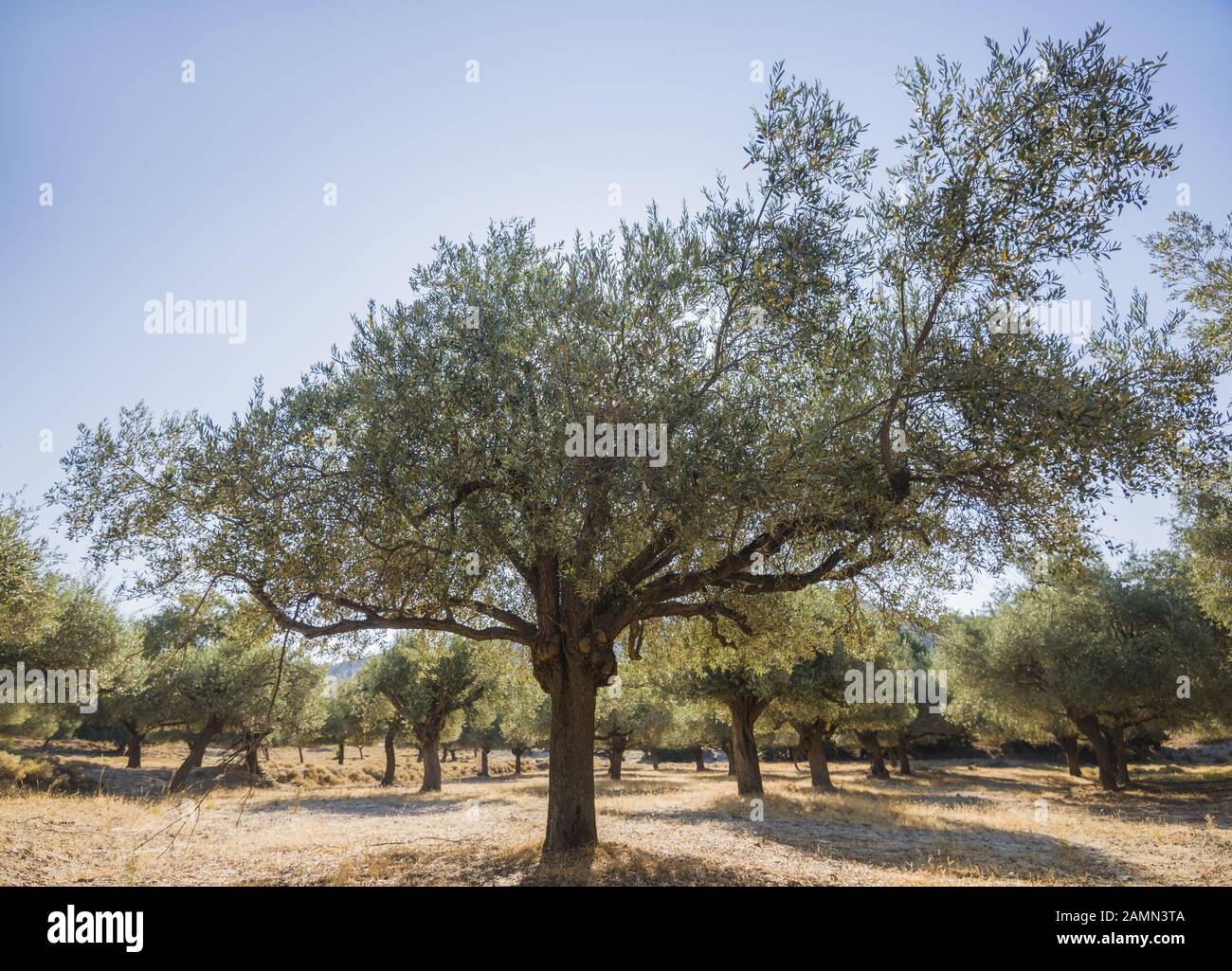Oliver tree hi-res stock photography and images - Alamy